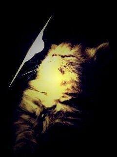 Котя на свету обои