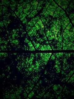 Свечение зеленого листа в макро обои