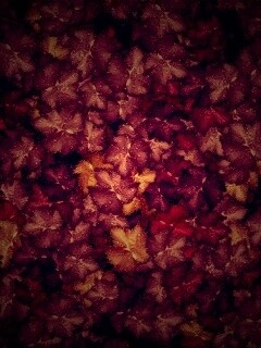 Осенние листья обои