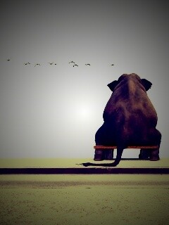 Слон на табуретке обои