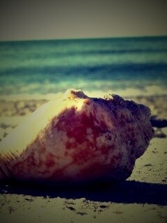 Морская раковина на пляже обои