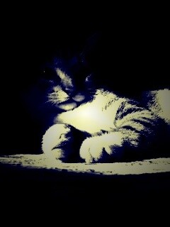 Котик в тени обои