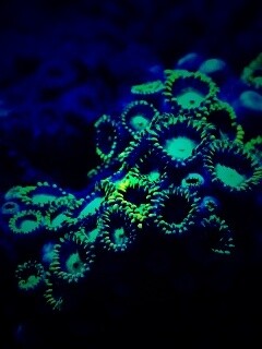 Морское дно обои