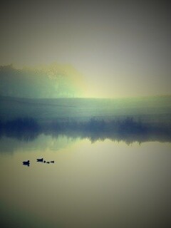 Ducks on a Misty Pond обои