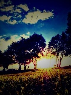 Лучи солнца на траве обои