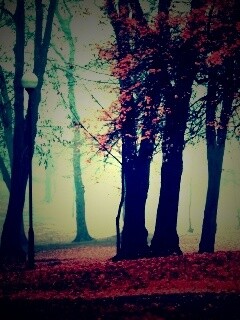 Парк красных листьев обои