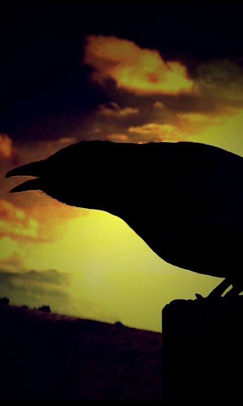 Чёрный ворон обои