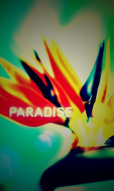 Paradise обои