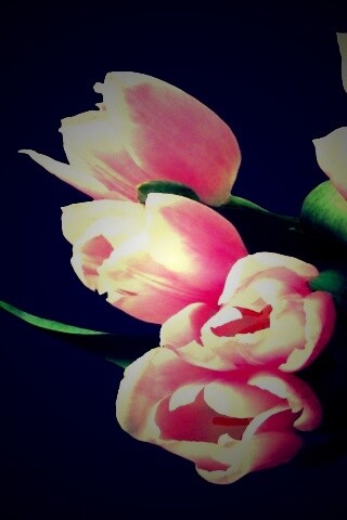 Розовый букет обои