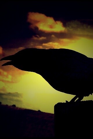 Чёрный ворон обои