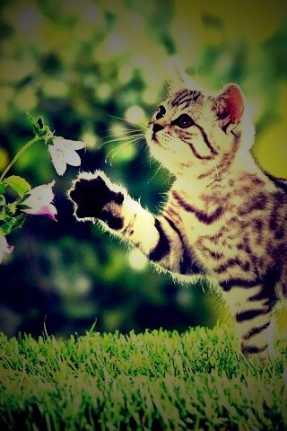 Котенок играет с цветами обои