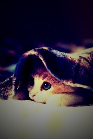 Котенок под одеялом обои