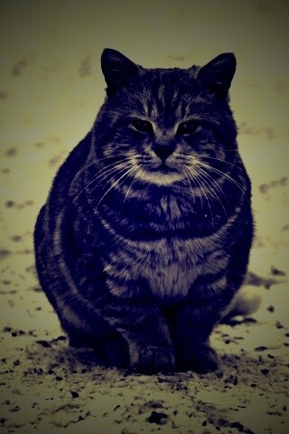 Тяжелый взгляд котэ обои