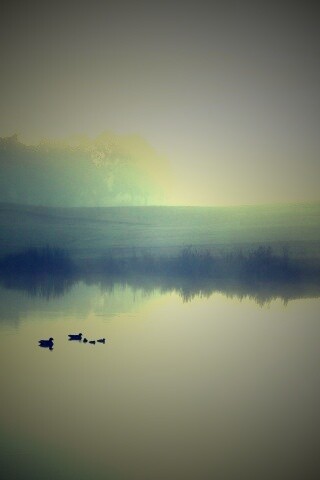 Ducks on a Misty Pond обои