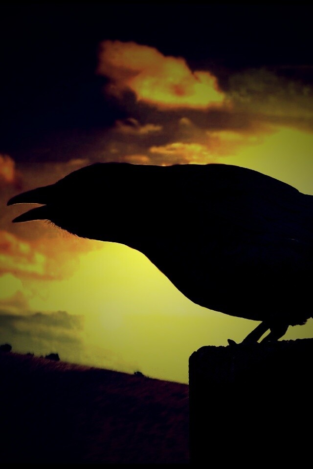 Чёрный ворон обои