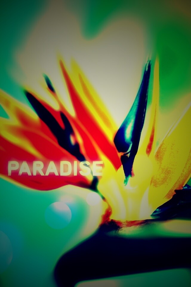 Paradise обои