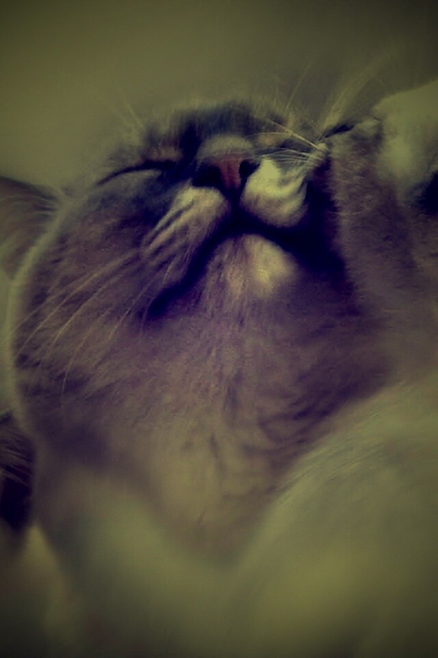 Котята с мамой обои