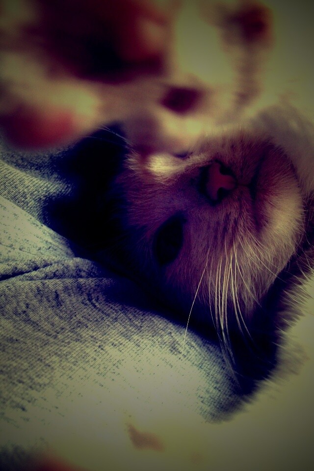 Кот фоткает сам себя обои