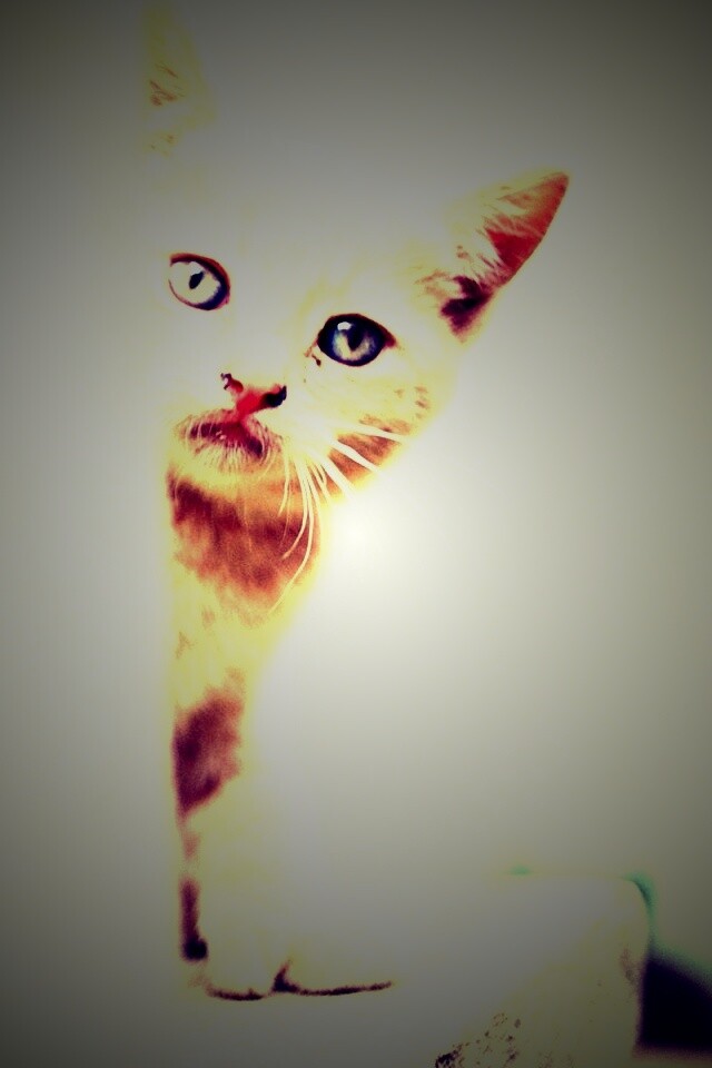Котик из-за угла обои