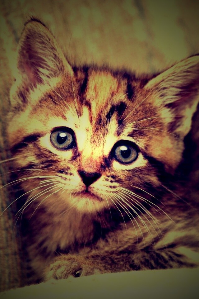 Милый маленький котенок обои