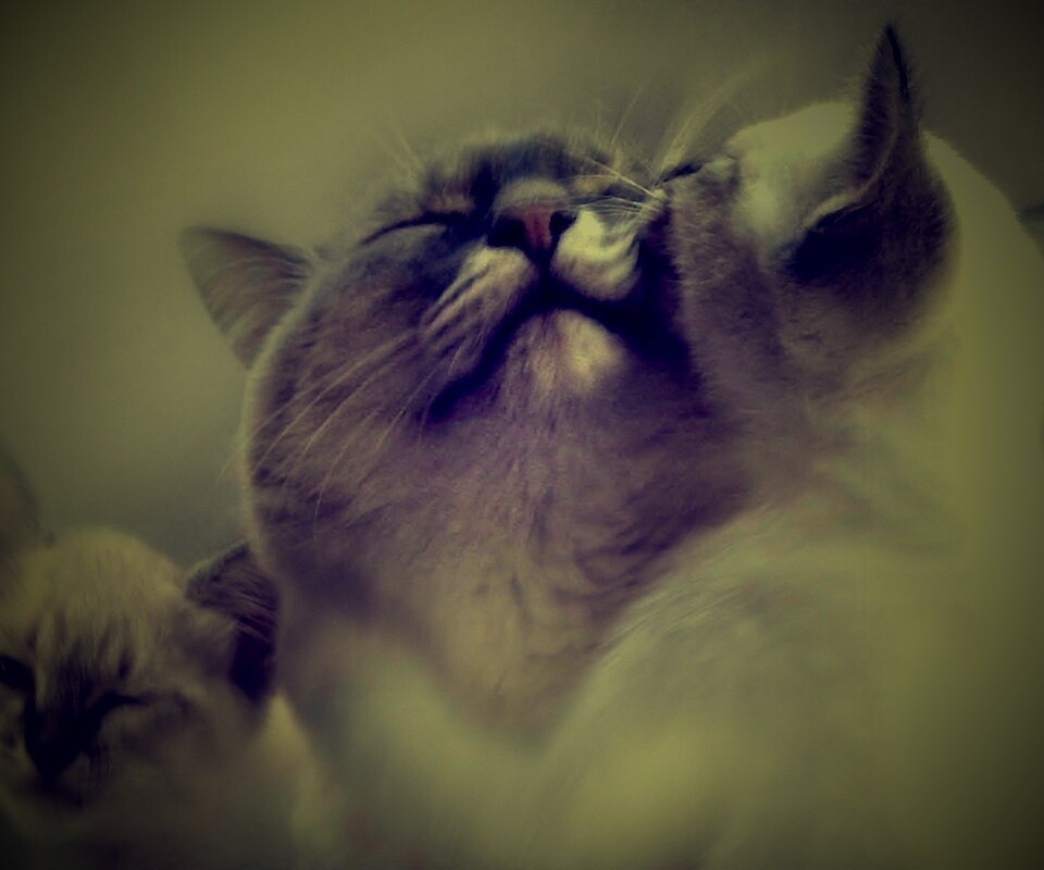 Котята с мамой обои