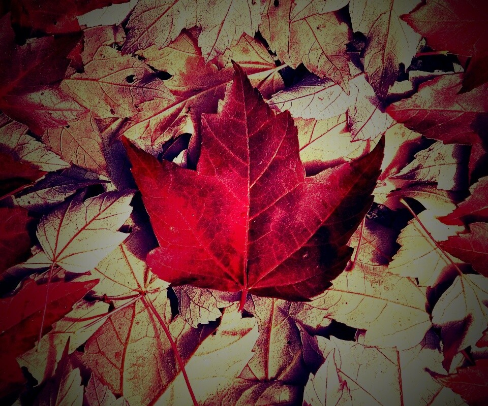 Флаг Канады из листьев обои