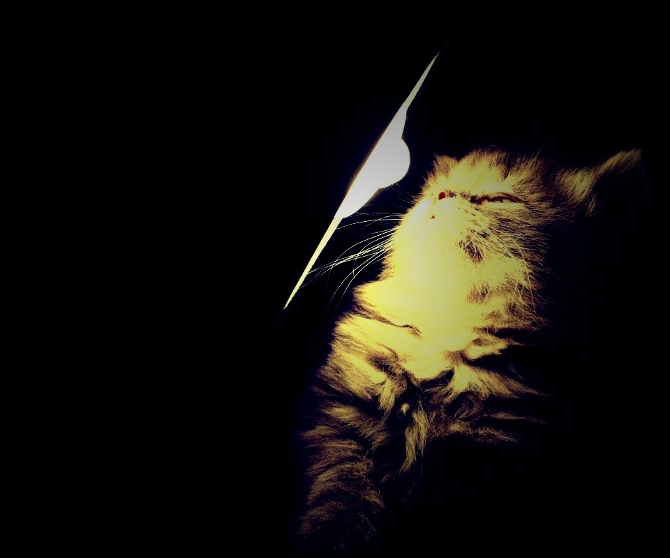 Котя на свету обои