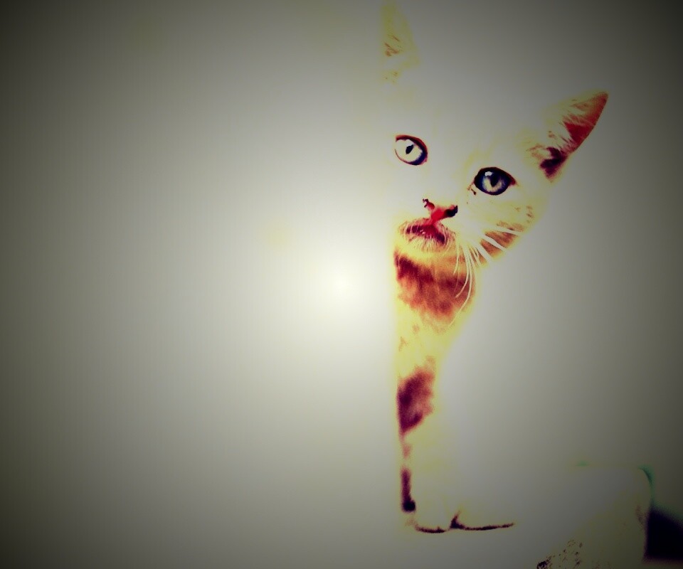 Котик из-за угла обои