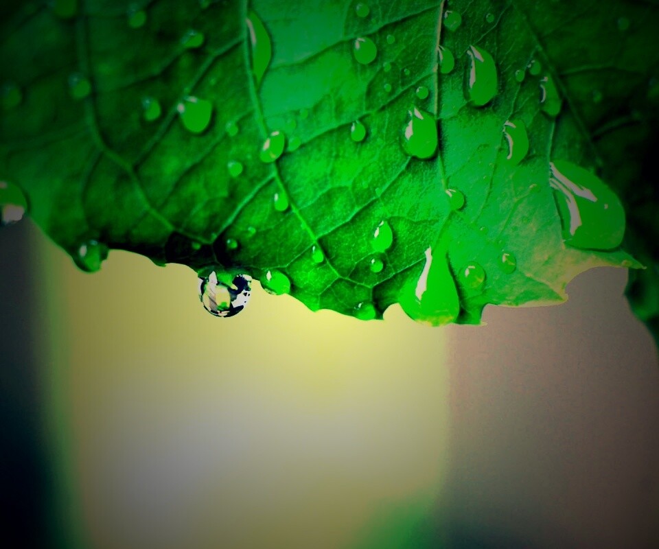 Роса на листе в макро обои