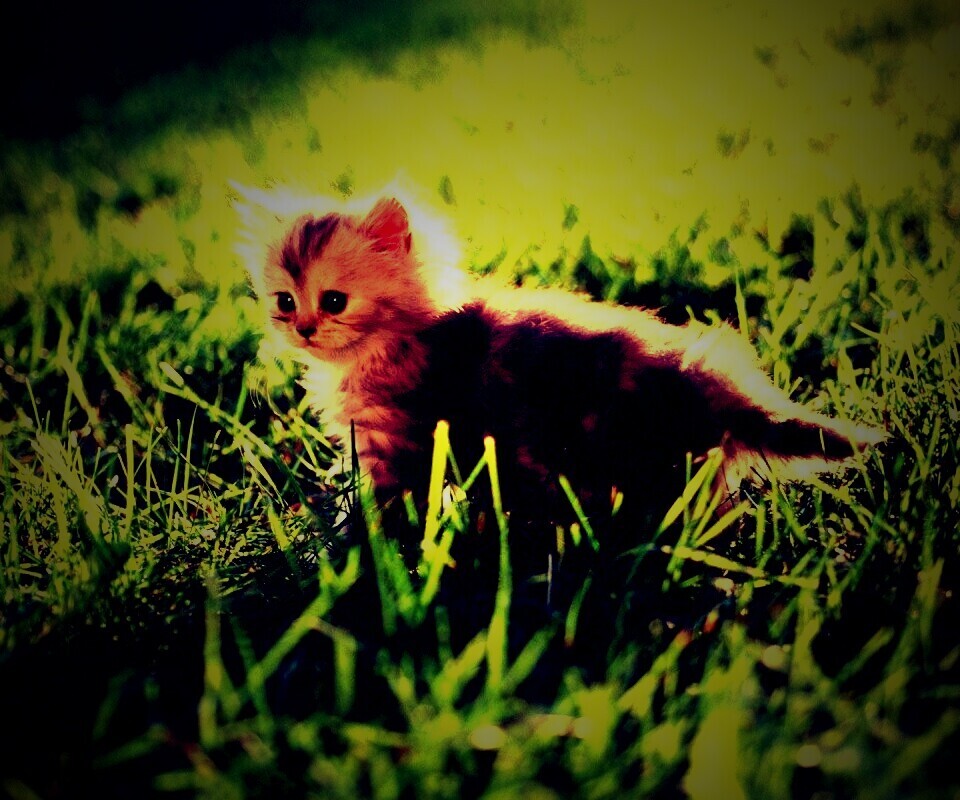 Котёнок в траве обои