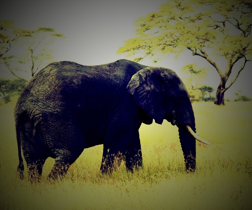 Elephant обои