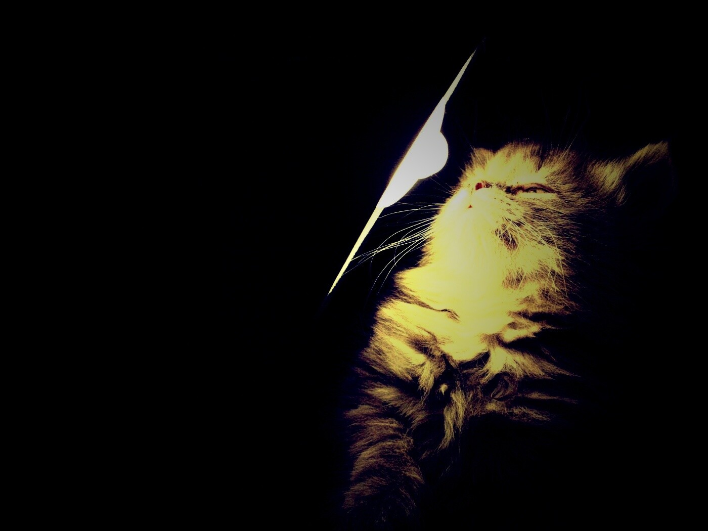 Котя на свету обои