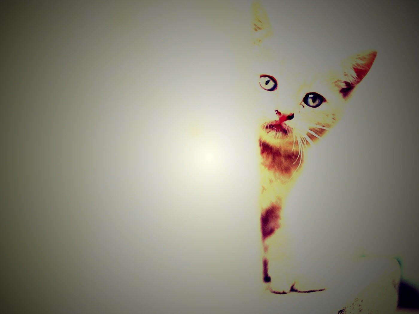 Котик из-за угла обои