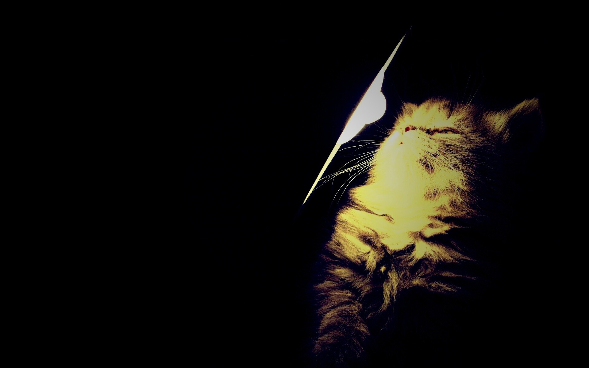 Котя на свету обои
