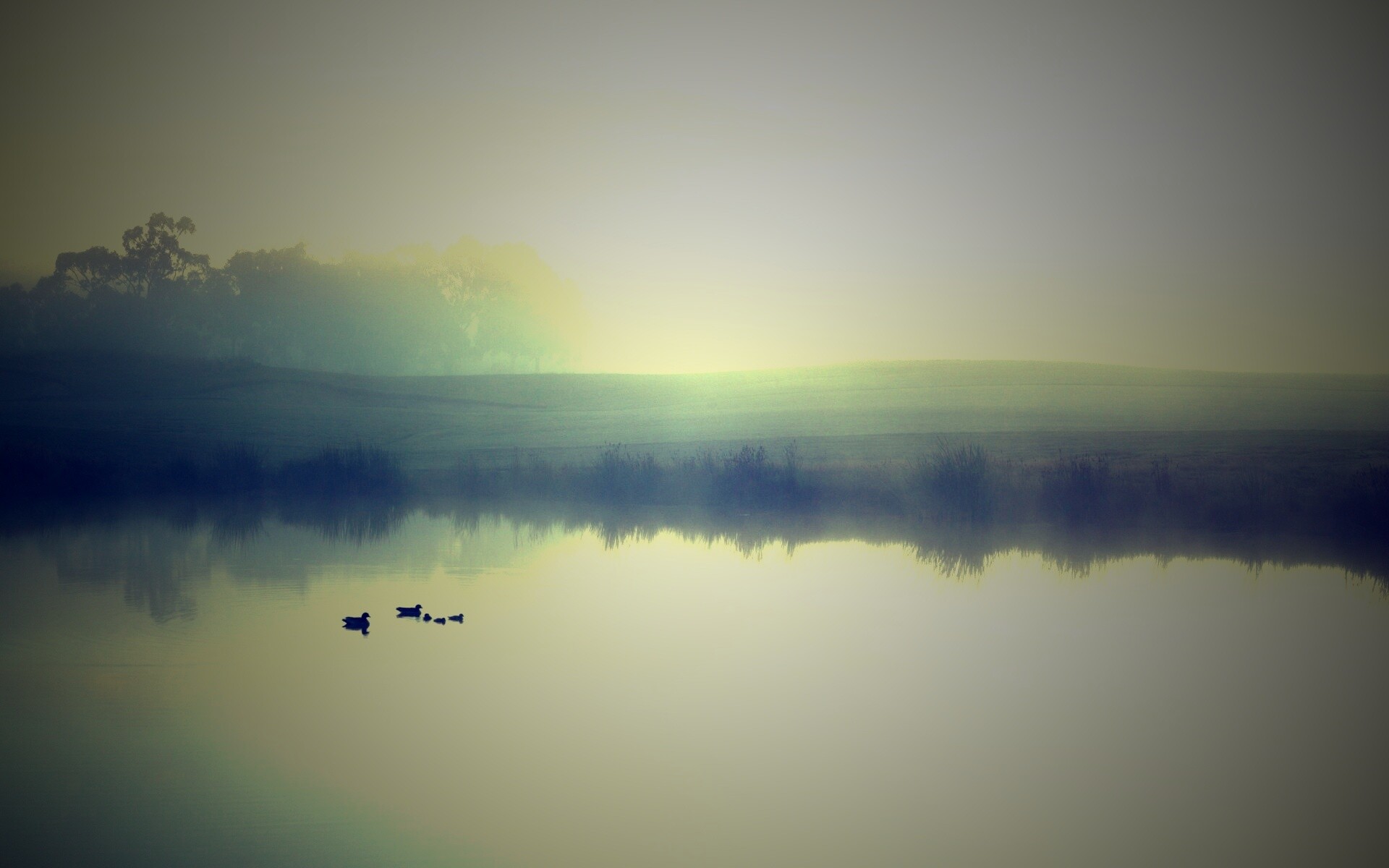 Ducks on a Misty Pond обои