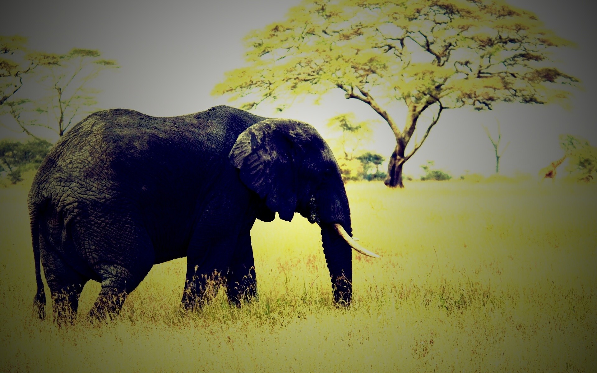Elephant обои