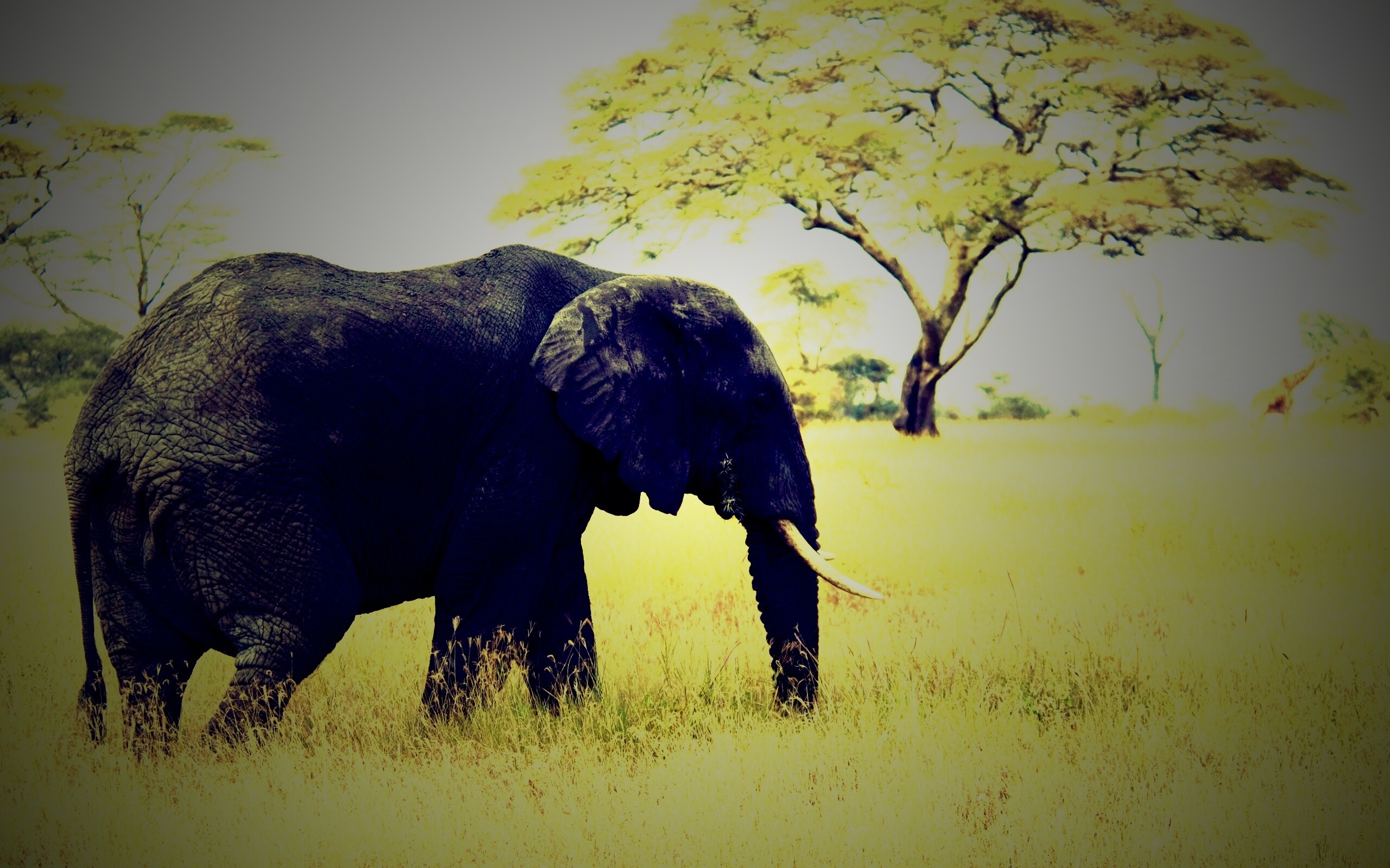 Elephant обои
