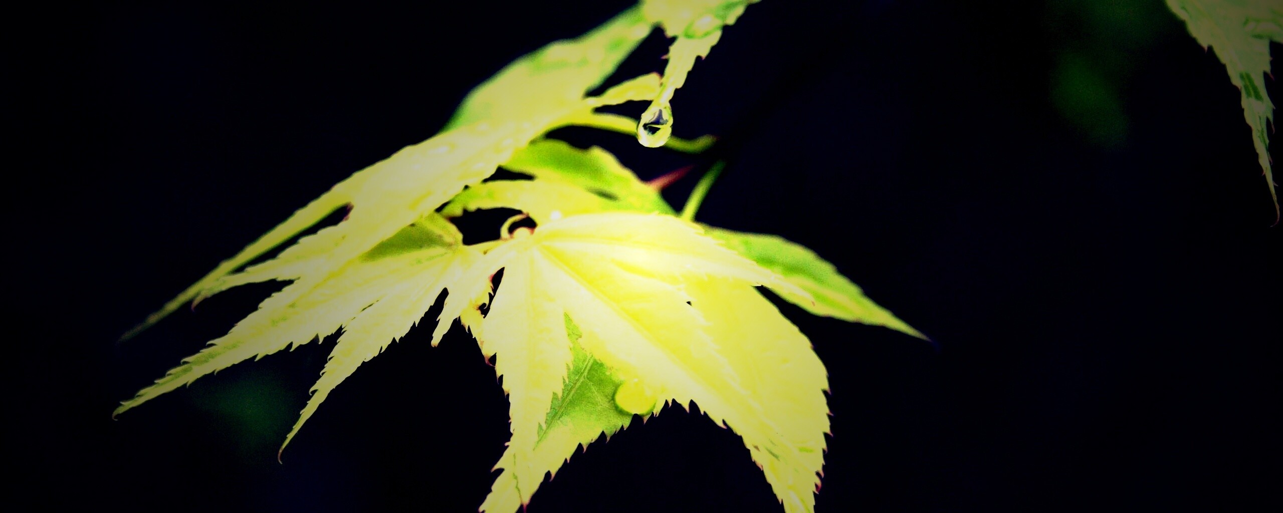 Капля на листе обои