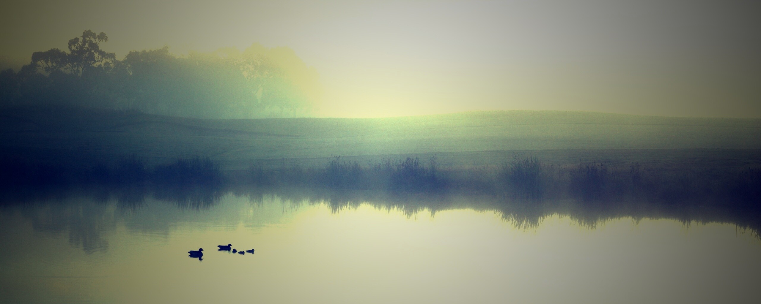 Ducks on a Misty Pond обои