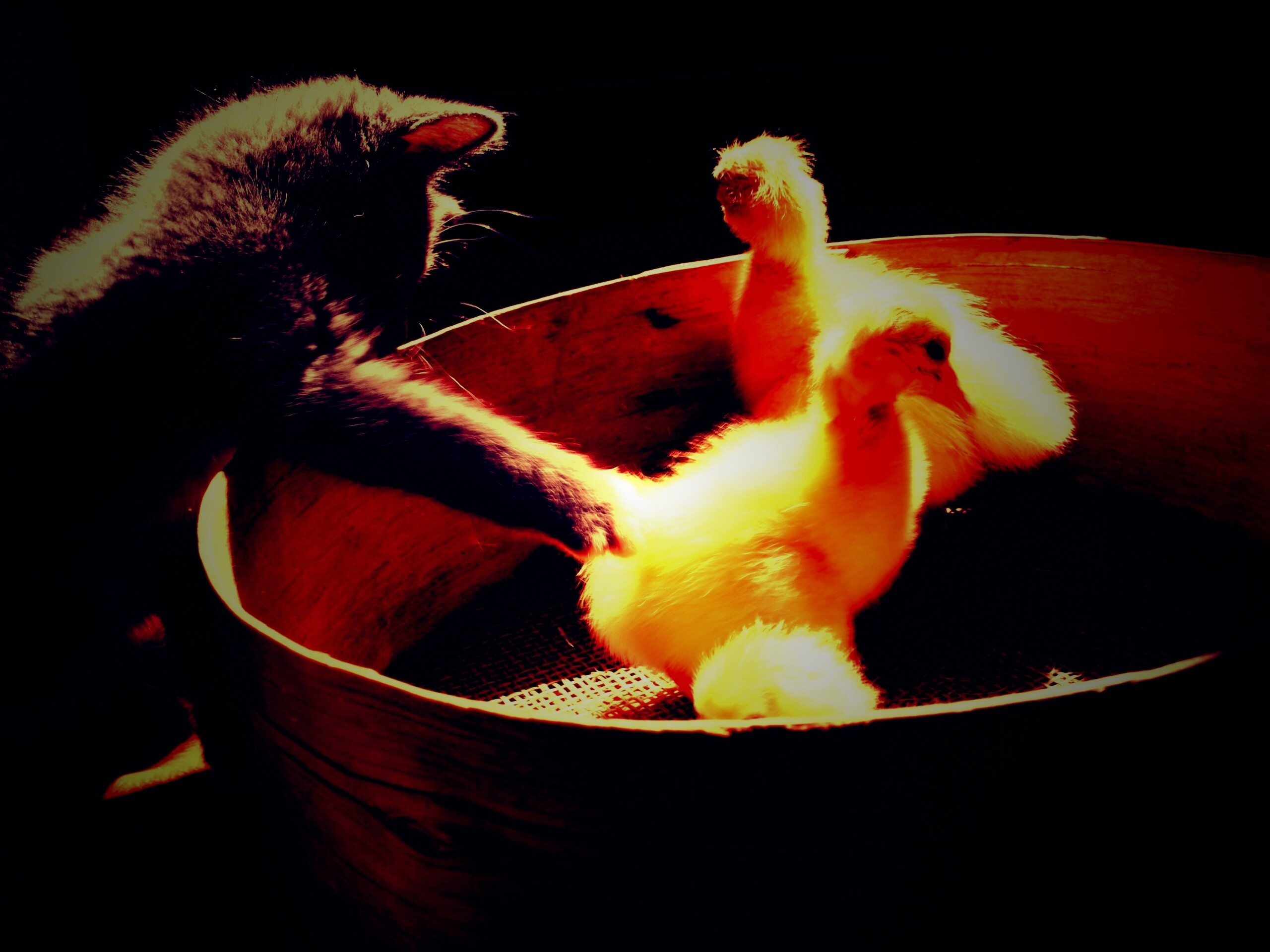 Котенок играет с утятами обои