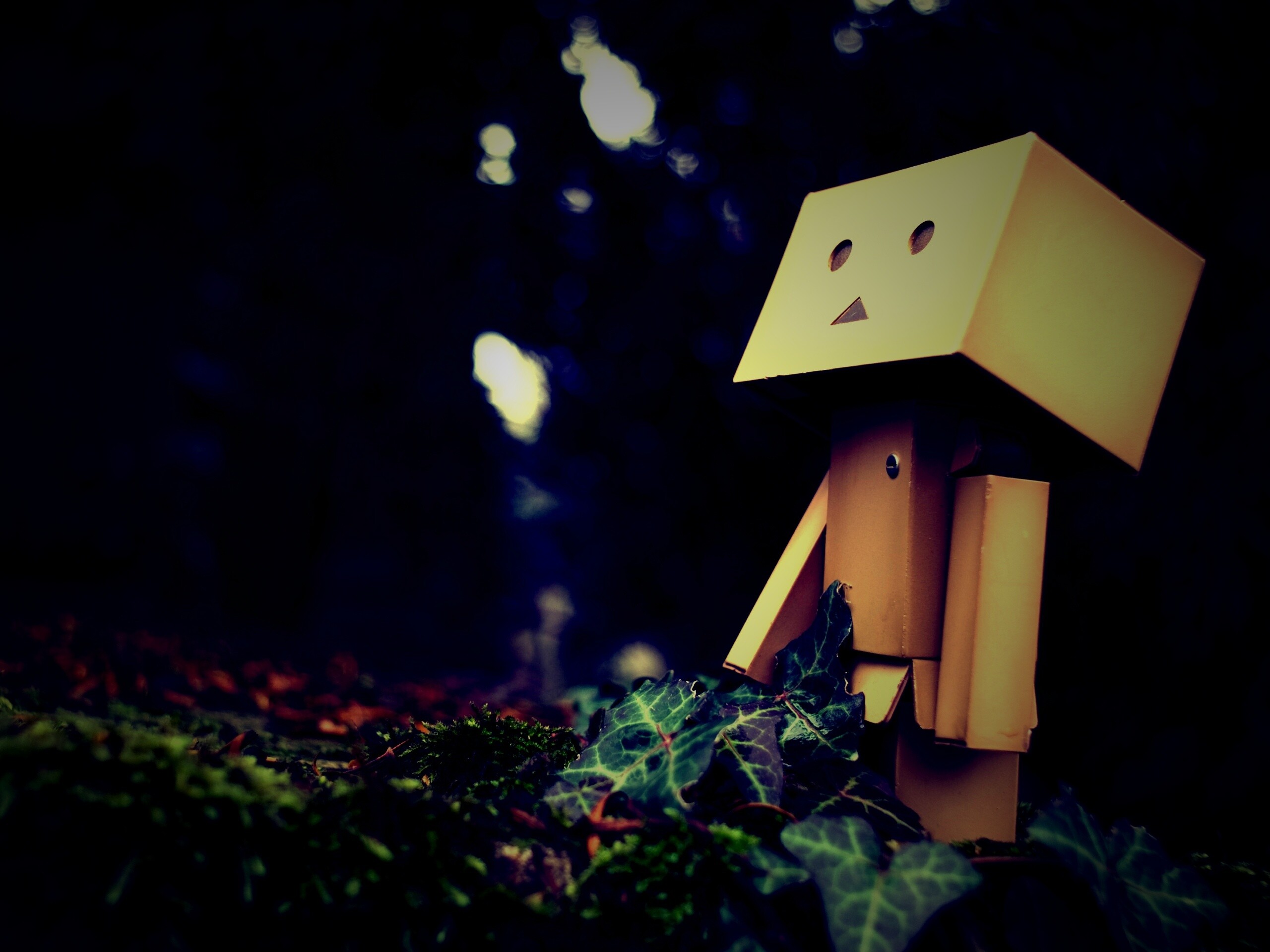 Danbo смотрит вверх обои