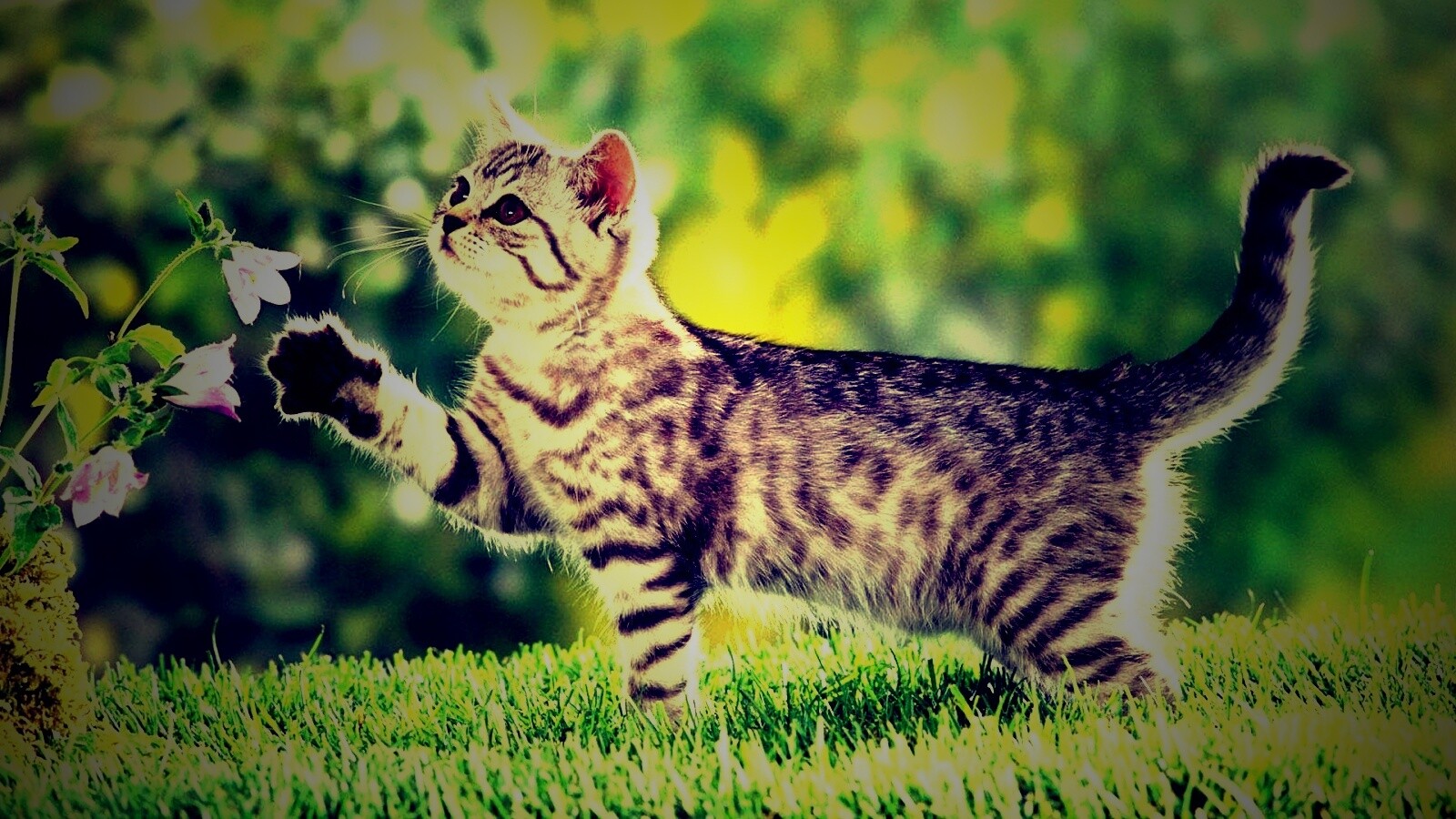 Котенок играет с цветами обои