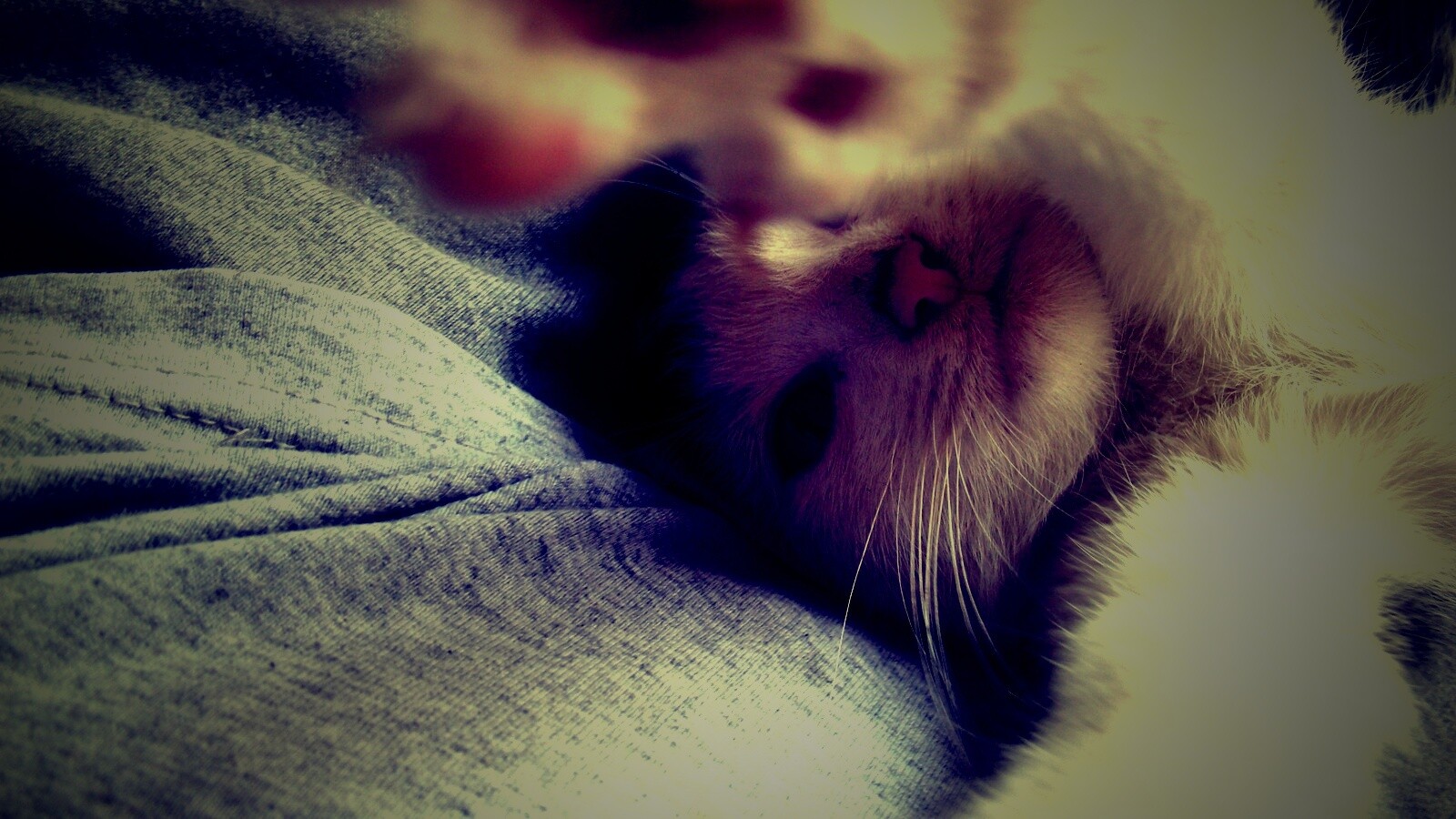 Кот фоткает сам себя обои