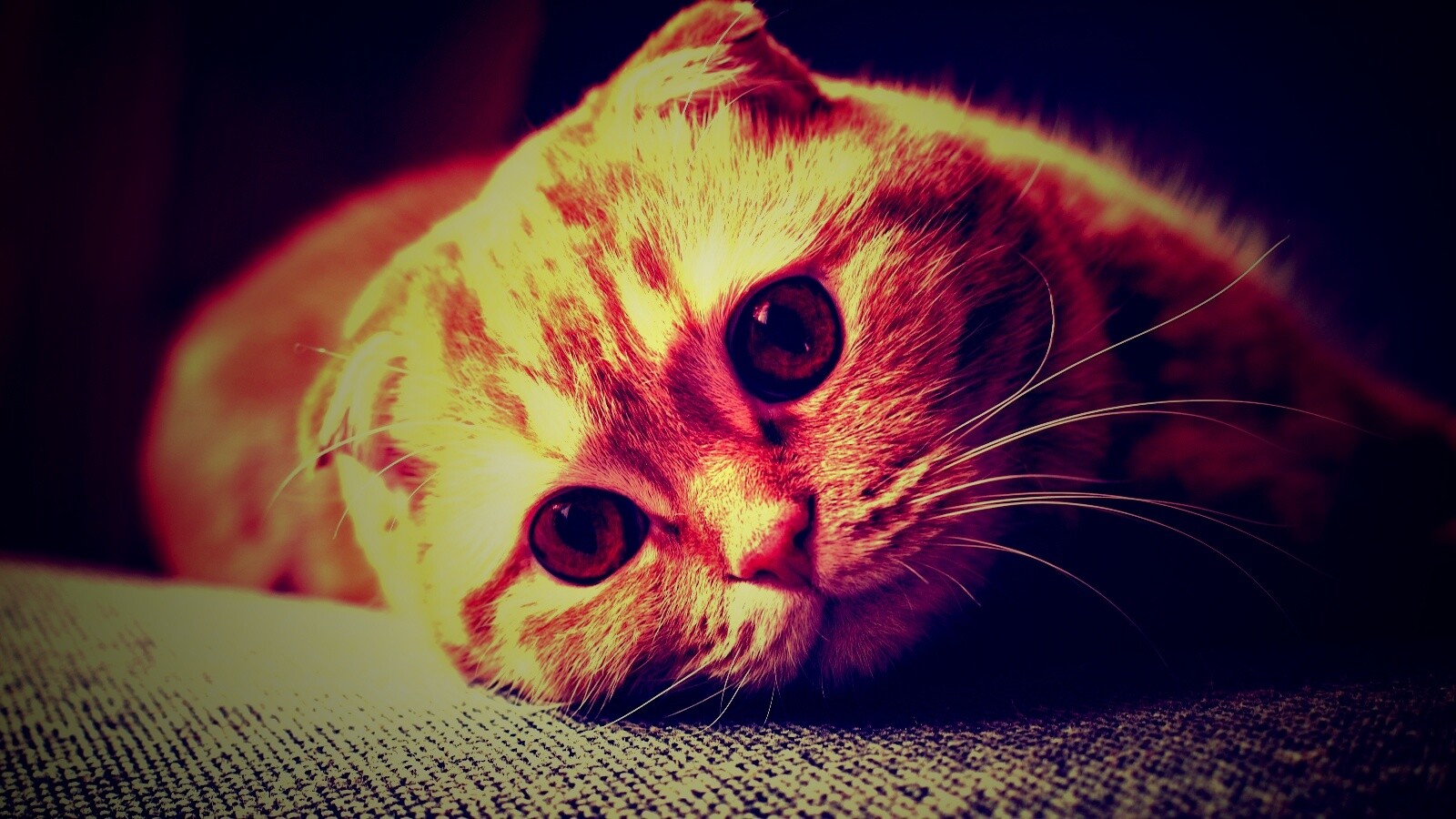 Скоттиш фолд рыжий обои