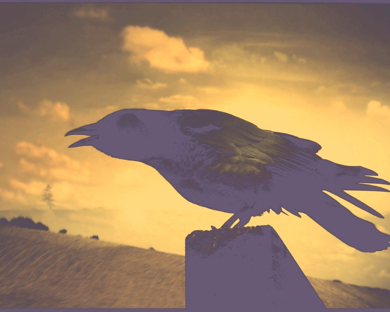 Чёрный ворон обои