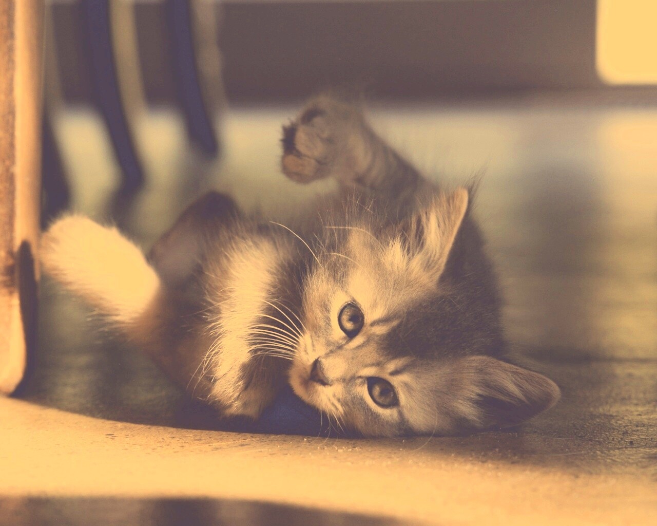 Котенок играет под стулом обои