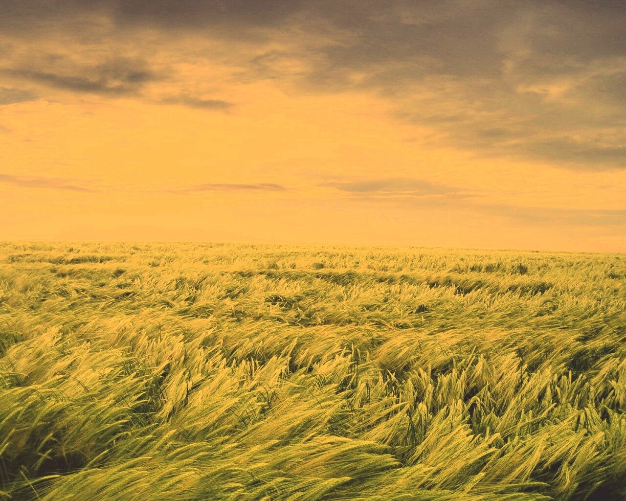 Море трав обои