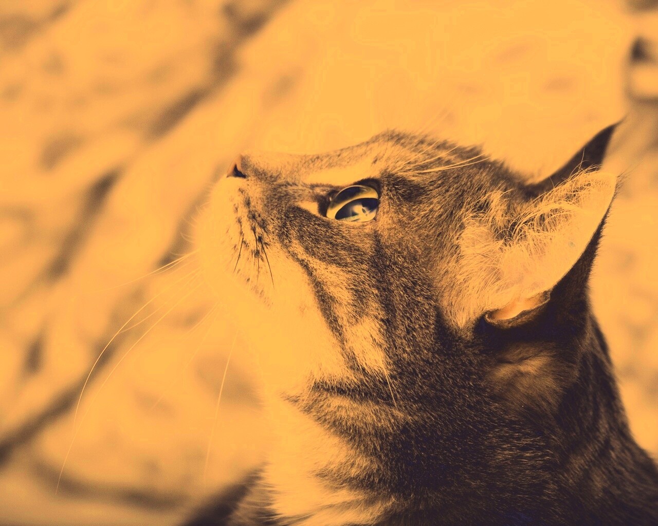 Котик смотрит верх обои