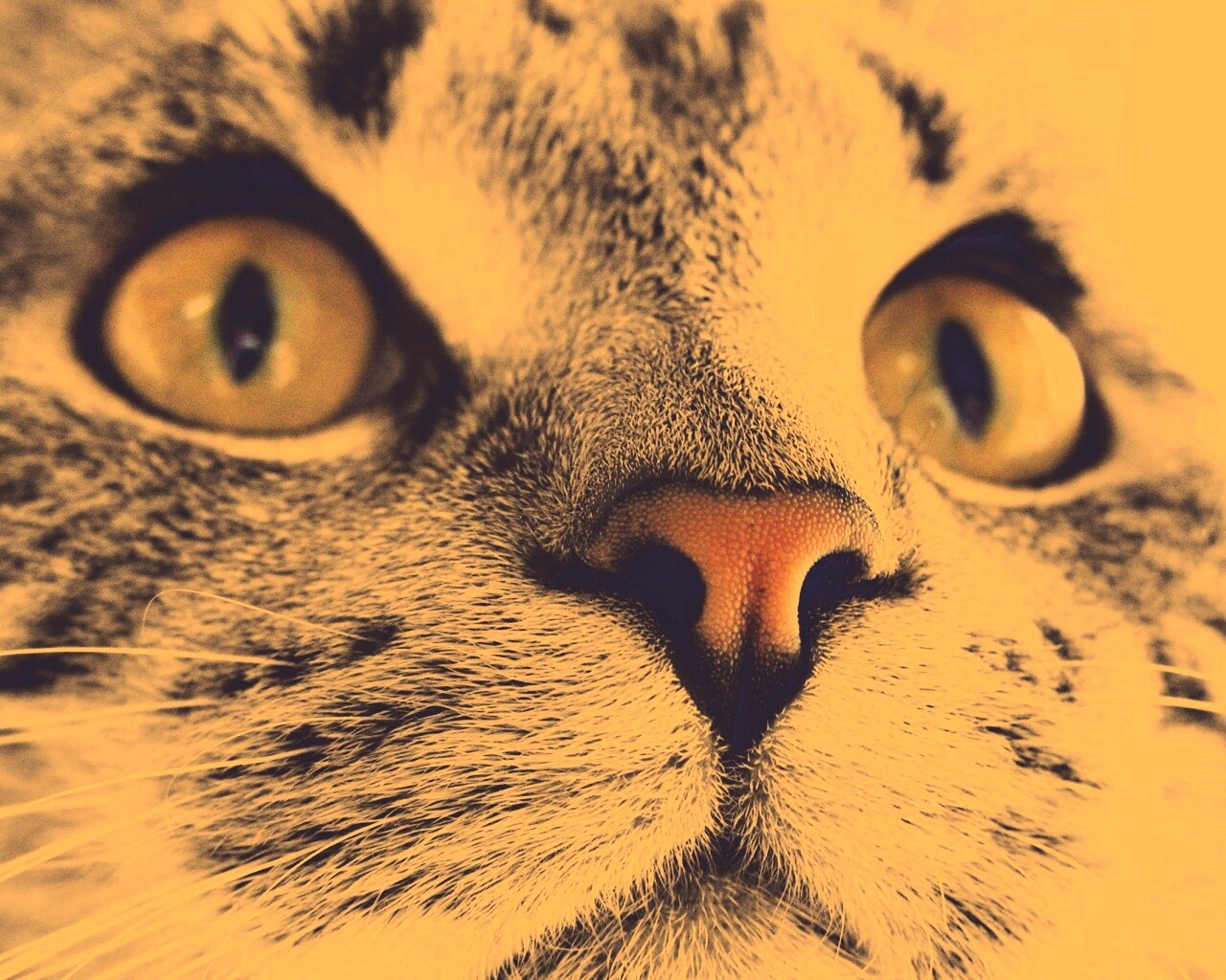 Кошачья мордочка обои