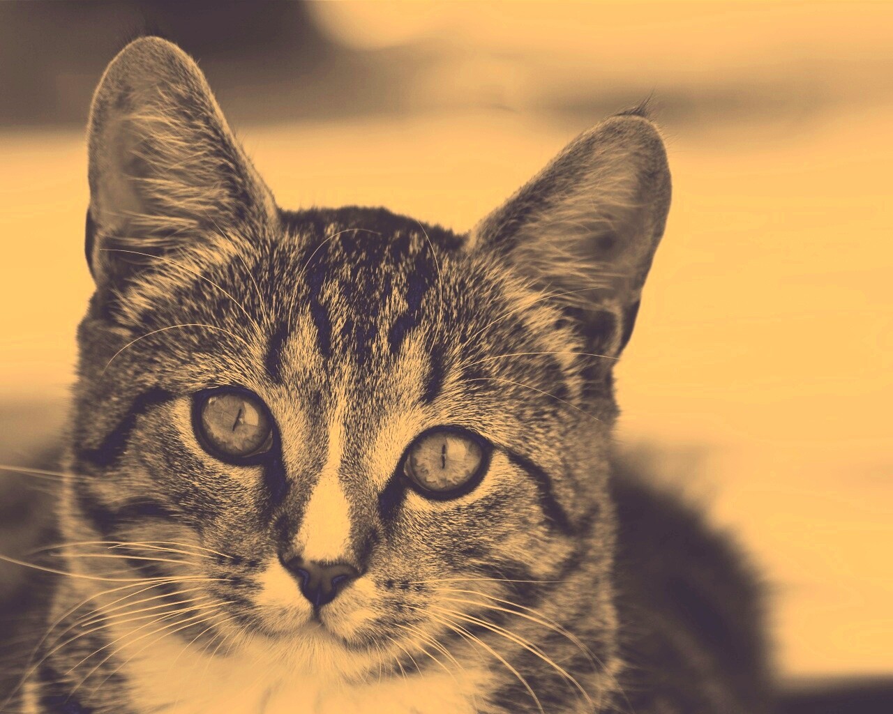 Кот обои